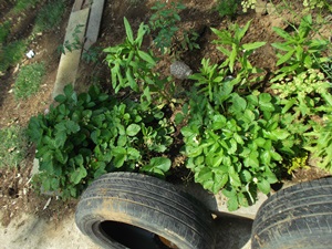 DSCF0757.jpg