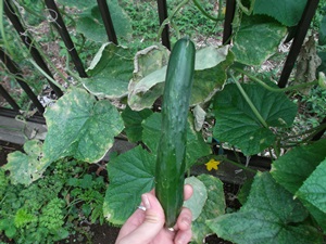 DSCF0890.jpg
