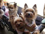 CIMG1609_20120502143413.jpg