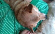 mfy@20130219dakko01.jpg