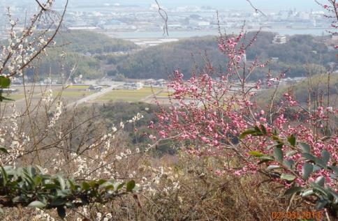 綾部山梅林 035-001