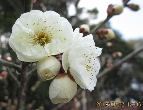 綾部山梅林 M 014-001