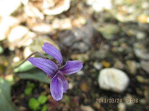 2013.3.24 008-001