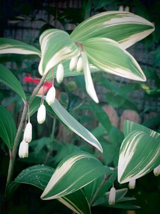 庭の山野草 015-001
