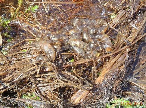 千町原野焼き&霧ケ谷湿原保全・環境整備活動 082-001