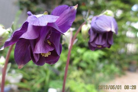 庭の山野草 5月 006-001