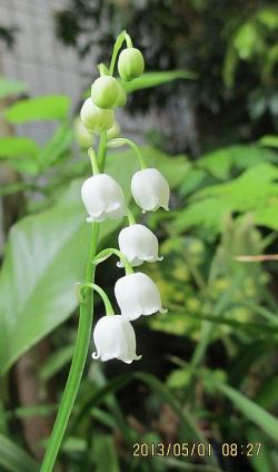 庭の山野草 5月 005-001
