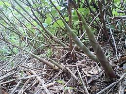 images (1)
