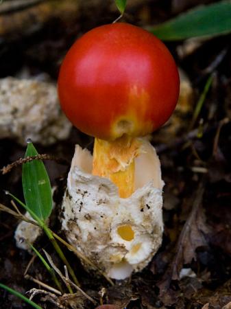 449px-Amanita_hemibapha_01.jpg