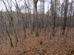 IMG_3254fghg (640x480)
