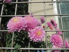IMG_3330erter (640x480)