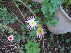 IMG_3499asdsad (640x480)