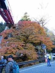 IMG_3586ggh (480x640)