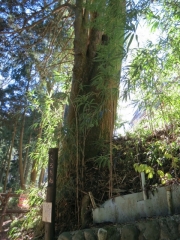IMG_3601fghg (480x640)