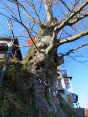 IMG_3606uiui (480x640)