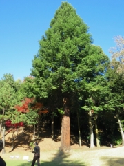 IMG_3782rtrt (480x640)