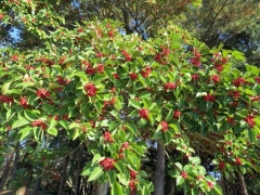 IMG_3793tryy (640x480)