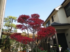IMG_3795yuiiu (640x480)