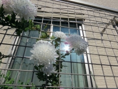 IMG_3805dfgg (640x480)