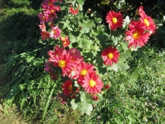 IMG_3806sdfds (640x480)