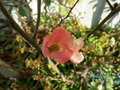 IMG_3812utu (640x480)