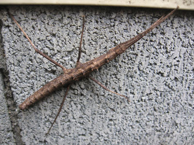 togenanafusi