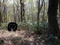 高岳のクマ