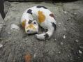 16猫
