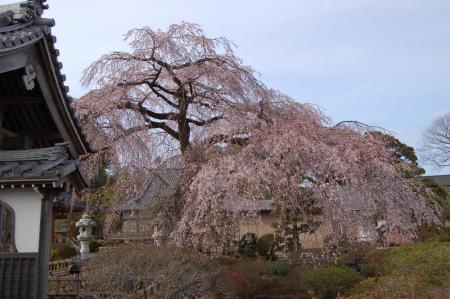 安国寺の枝垂桜1