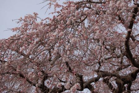 安国寺の枝垂桜2