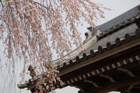 安国寺の枝垂桜3