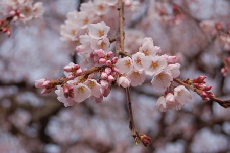 安国寺の枝垂桜4
