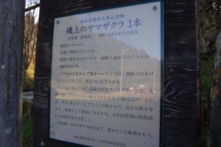 2山さくら