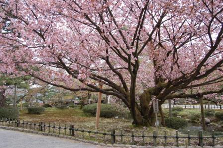 34兼六園・熊谷桜