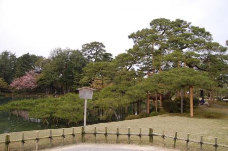 36兼六園・唐崎松
