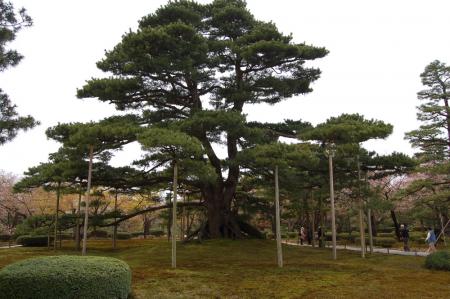 40兼六園・根上松