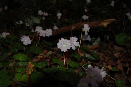 23イワウチワ