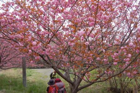 43下山・八重桜