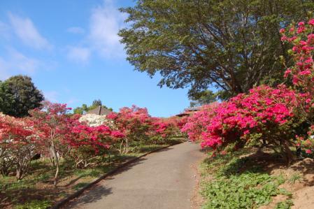 13ツツジ公園