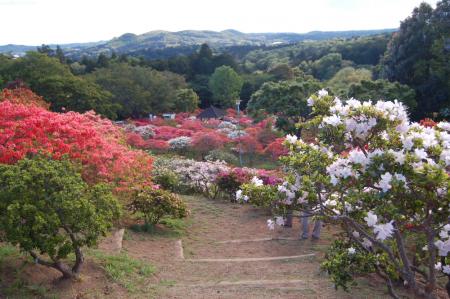 14ツツジ公園