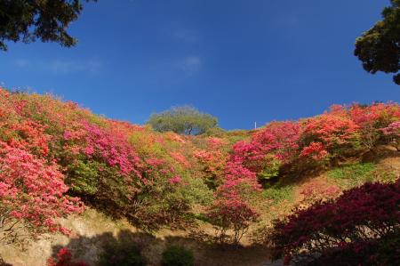 18ツツジ公園