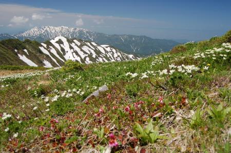 76エブリ差岳へ・お花畑
