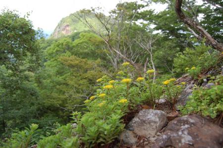 31表縦走路・花