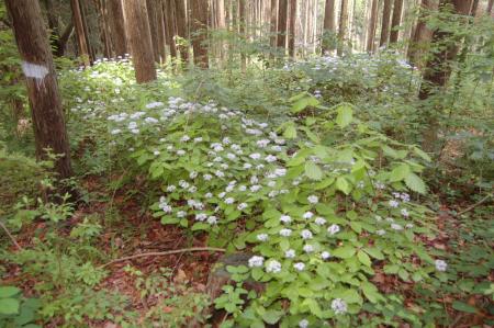 47白木山・花群生