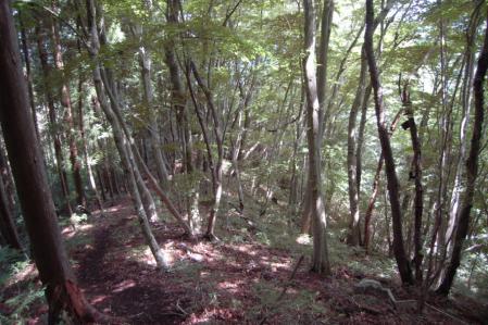 50高崎山・下山路