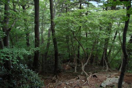 35黒檜岳・下山路