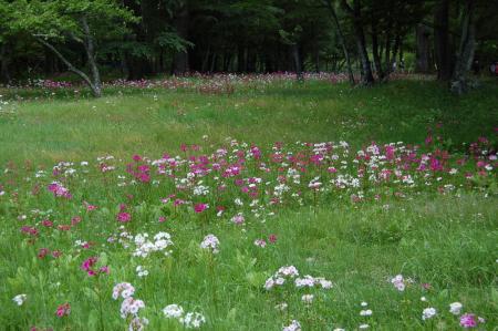 39クリンソウ園