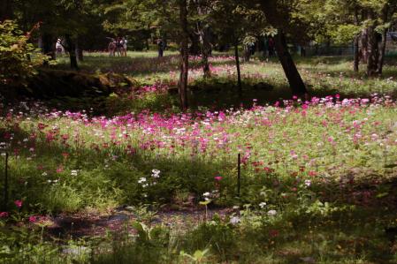 42クリンソウ園