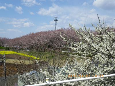 尾根緑道12.4.7