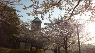 首都大学の桜